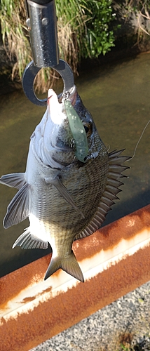 ミナミクロダイの釣果