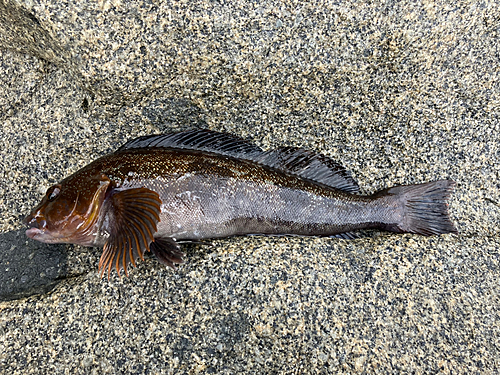 アイナメの釣果