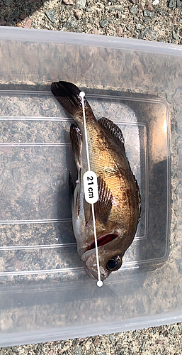 メバルの釣果