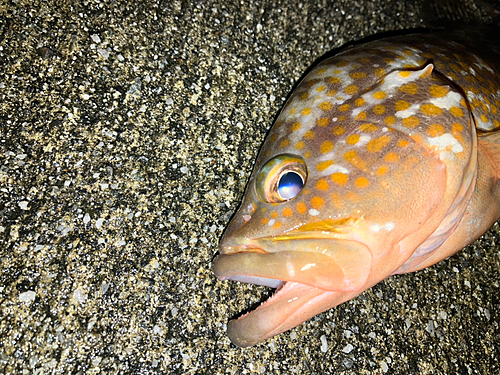 アコウの釣果