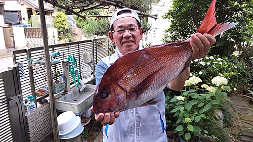 マダイの釣果