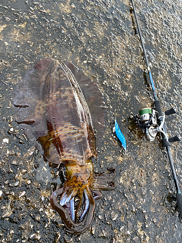 アオリイカの釣果