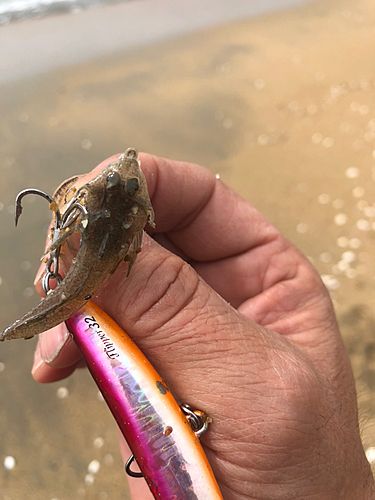 ネズミゴチの釣果