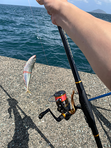 ゴマサバの釣果