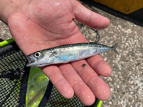 サバの釣果