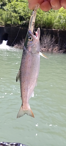 アマゴの釣果