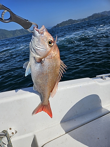 タイの釣果