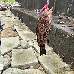 オオモンハタ