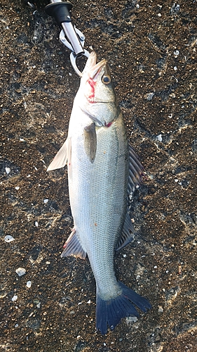 フッコ（マルスズキ）の釣果