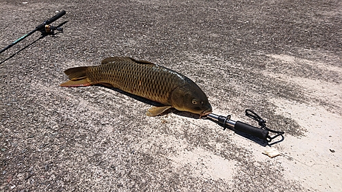 コイの釣果