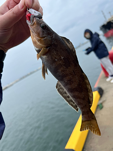 アイナメの釣果