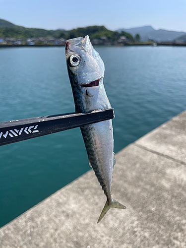 サバの釣果