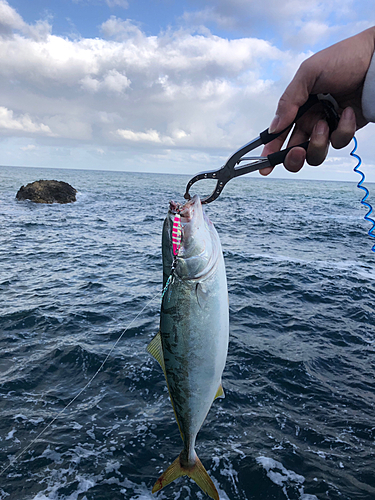 コズクラの釣果