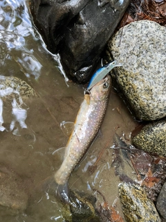 イワナの釣果