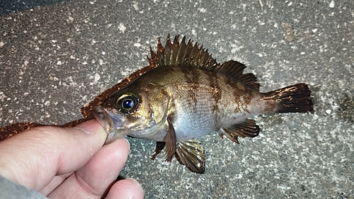 メバルの釣果