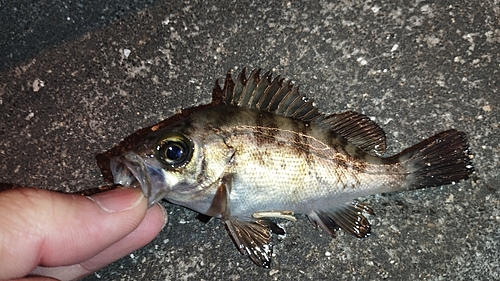 メバルの釣果