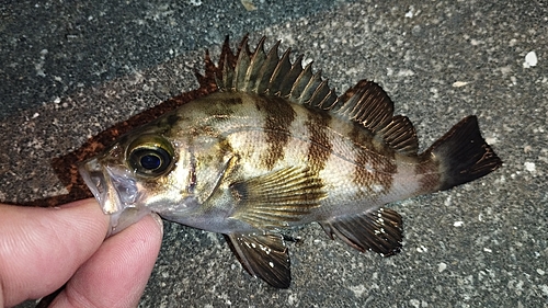 メバルの釣果