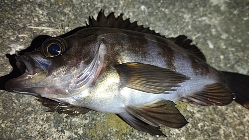 メバルの釣果