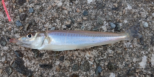 キスの釣果