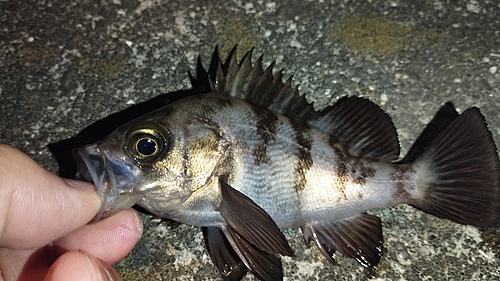 メバルの釣果