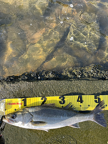 シーバスの釣果