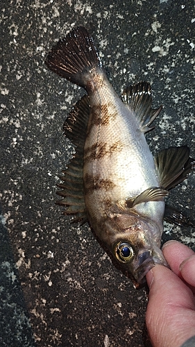 メバルの釣果