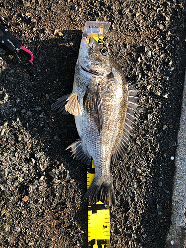 チヌの釣果