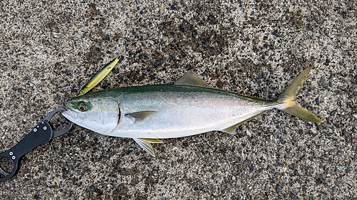 ハマチの釣果