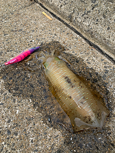 アオリイカの釣果