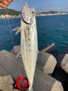 イケカツオの釣果