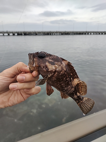 ムラソイの釣果