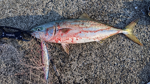 ハマチの釣果