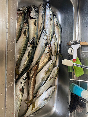 イナダの釣果