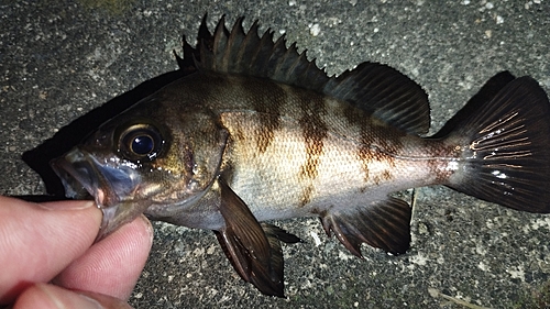 メバルの釣果