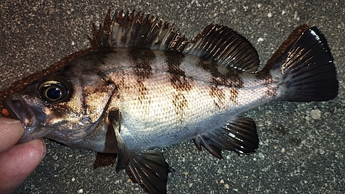 メバルの釣果