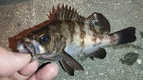 メバルの釣果