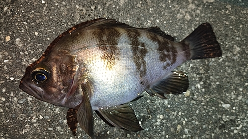 メバルの釣果