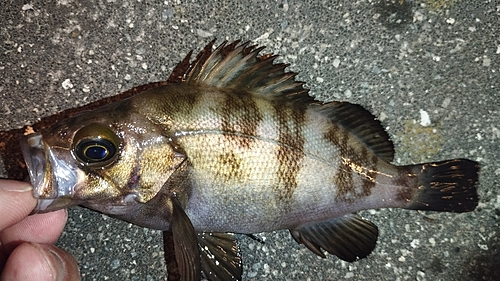 メバルの釣果