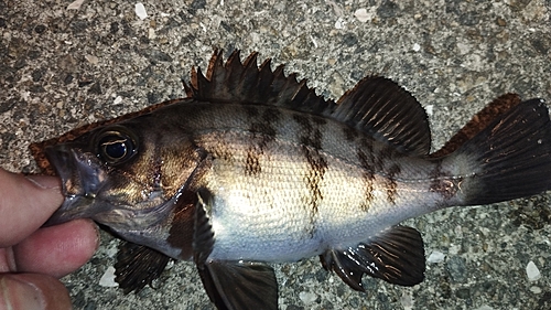 メバルの釣果