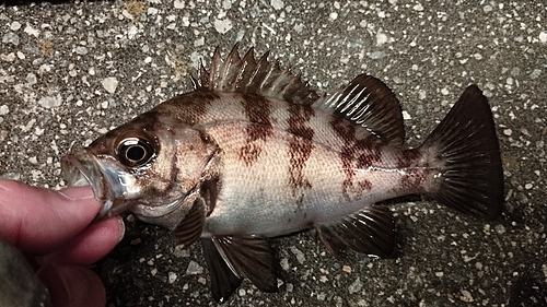 メバルの釣果