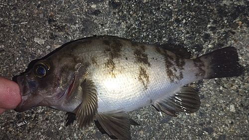 メバルの釣果