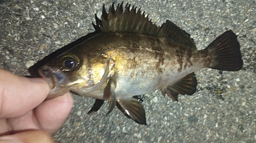 メバルの釣果