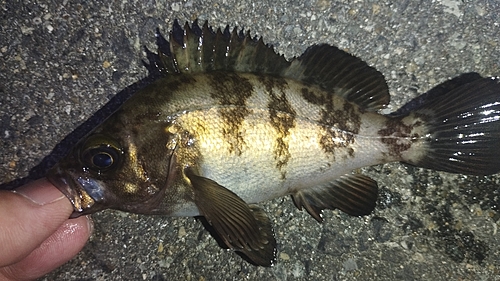 メバルの釣果