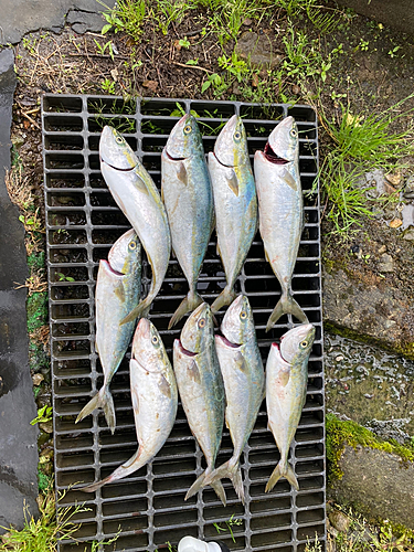 イナダの釣果