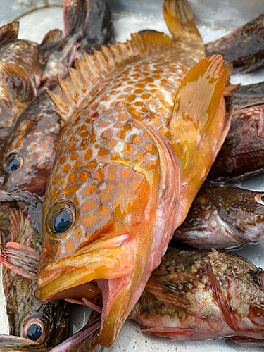 アコウの釣果