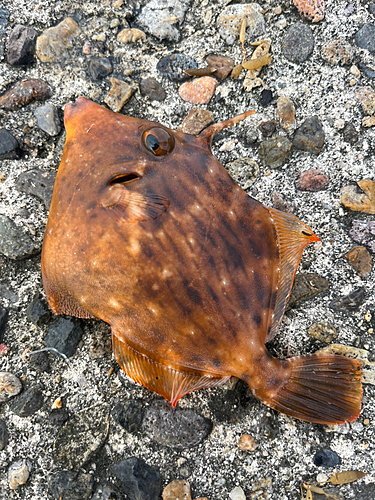 カワハギの釣果