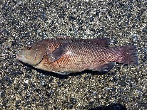 コブダイの釣果