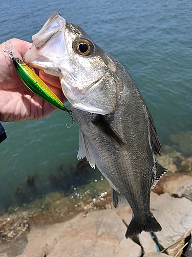 フッコ（マルスズキ）の釣果