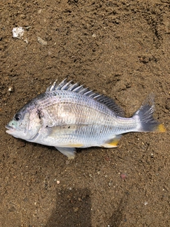 キビレの釣果