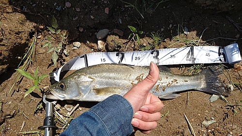 スズキの釣果